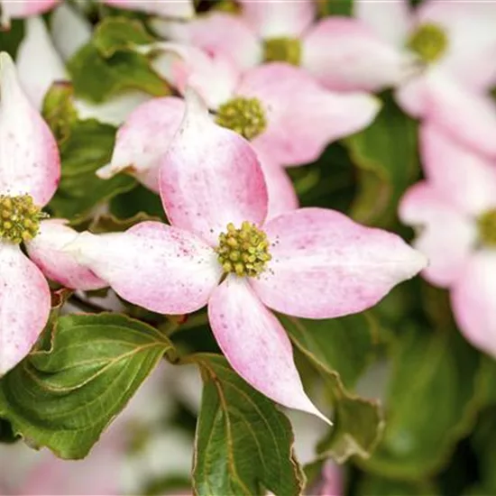 Cornus kousa 'Beni-fuji'