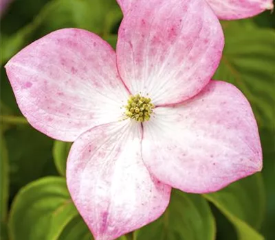 Cornus kousa 'Miss Satomi' (R)