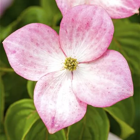 Cornus kousa 'Miss Satomi' (R)