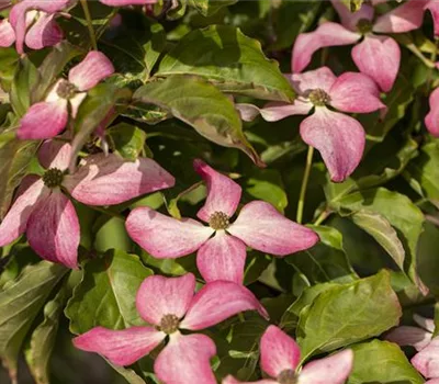 Cornus kousa 'Scarlet Fire'