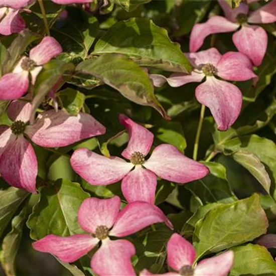 Cornus kousa 'Scarlet Fire'