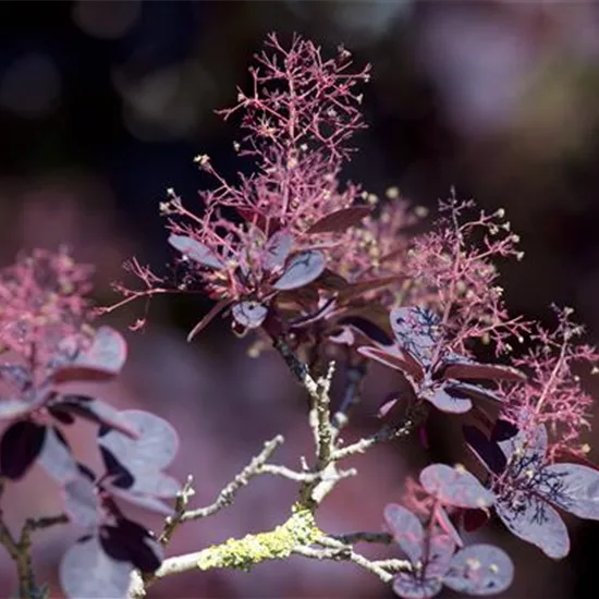 Cotinus coggygria 'Lilla'