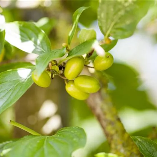 Cornus mas 'Jolico'