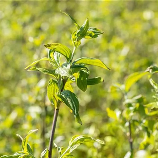 Cornus mas 'Schönbrunner Gourmet Dirndl'