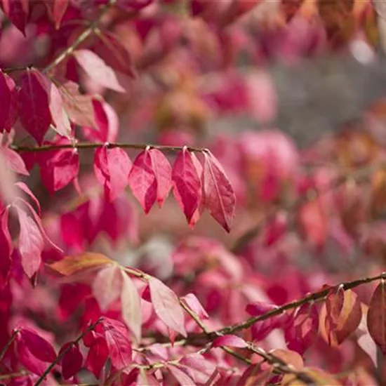 Euonymus alatus