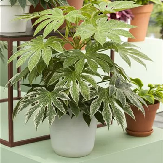 Fatsia japonica