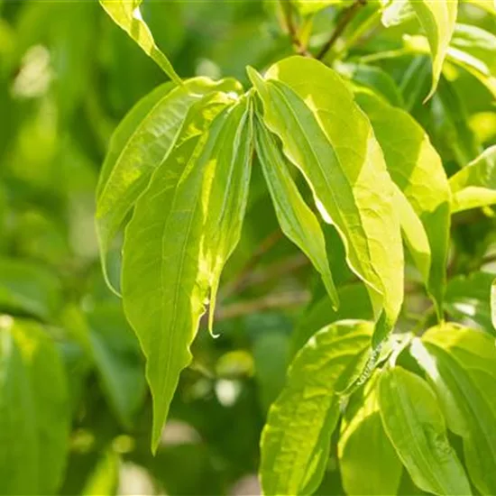 Heptacodium miconioides