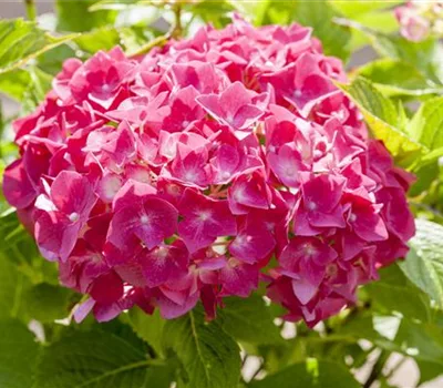 Hydrangea macrophylla 'Alpenglühen'