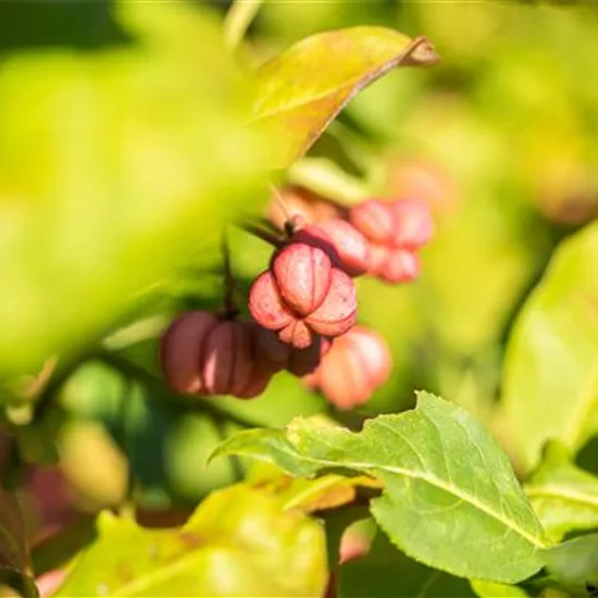 Euonymus europaeus