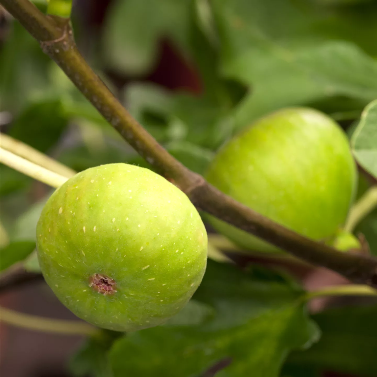 Ficus carica 'Brown Turkey'