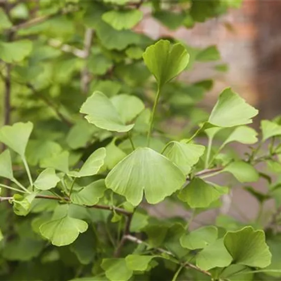 Ginkgo biloba 'Tit'