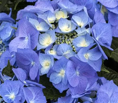 Hydrangea macrophylla 'Blaumeise'