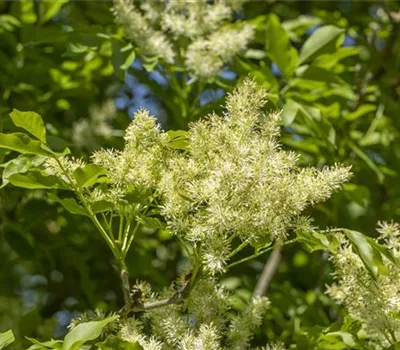 Fraxinus ornus 'Mecsek'