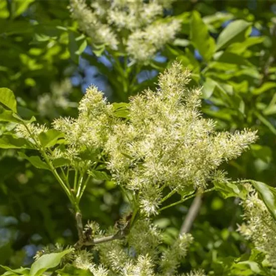 Fraxinus ornus 'Mecsek'