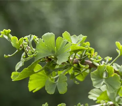 Ginkgo biloba 'Troll'