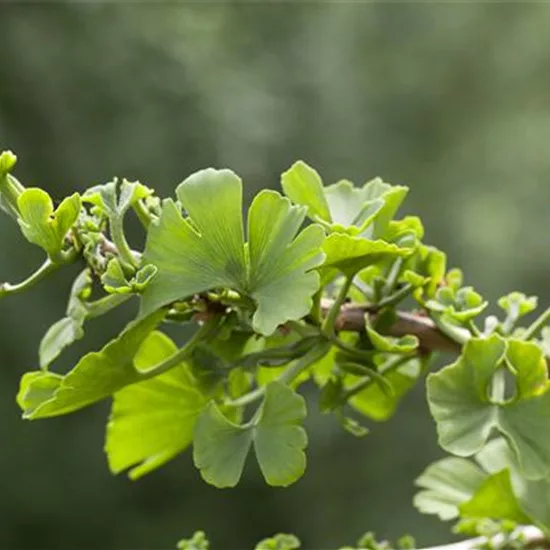 Ginkgo biloba 'Troll'