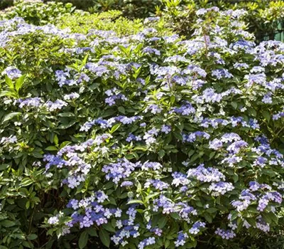 Hydrangea macrophylla 'Bodensee'