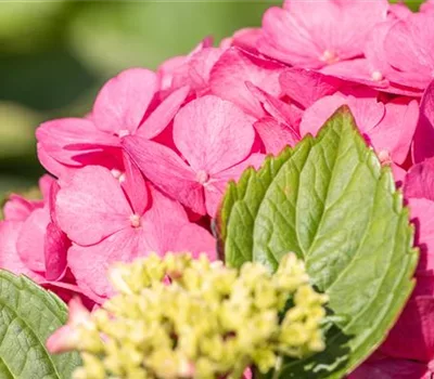 Hydrangea macrophylla 'Bouquet Rose'