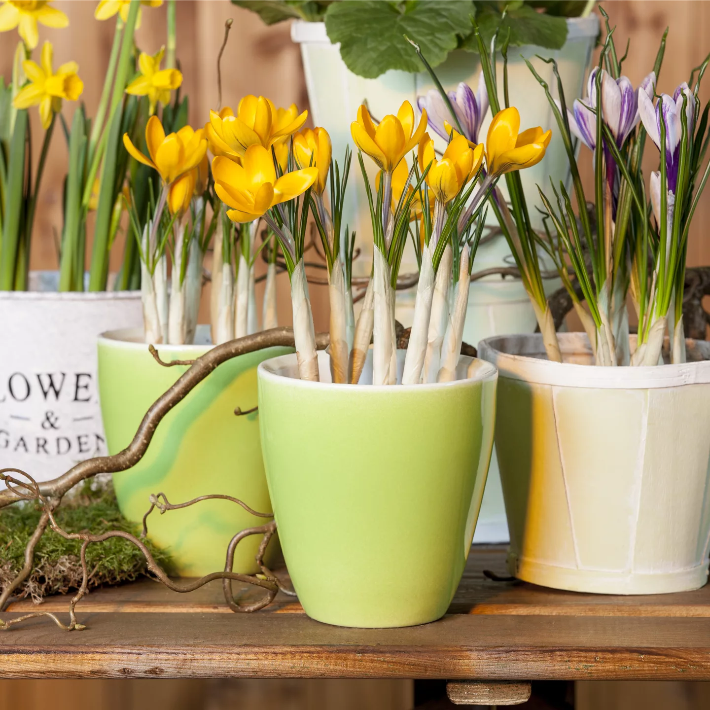 Frühling auf dem Balkon geht ohne bunte Blumen gar nicht