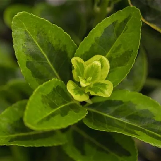 Euonymus japonicus 'Aureomarginatus'