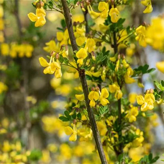 Hippocrepis emerus