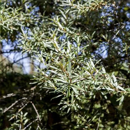 Hippophae rhamnoides 'Hikul'