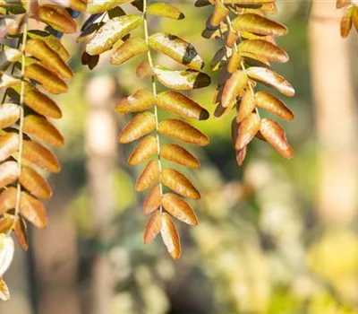 Gleditsia triacanthos 'Rubylace'