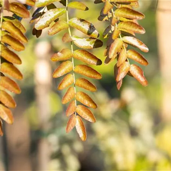 Gleditsia triacanthos 'Rubylace'