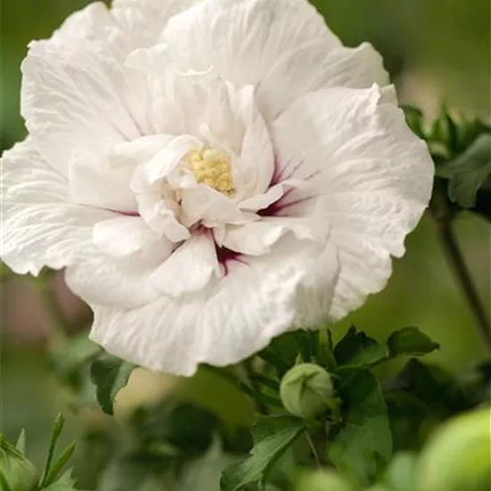 Hibiscus syriacus 'China Chiffon'