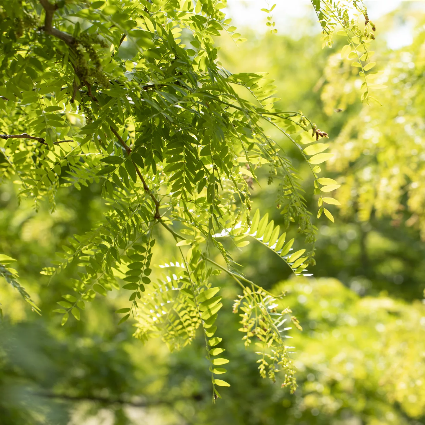 Gleditsia triacanthos 'Skyline'