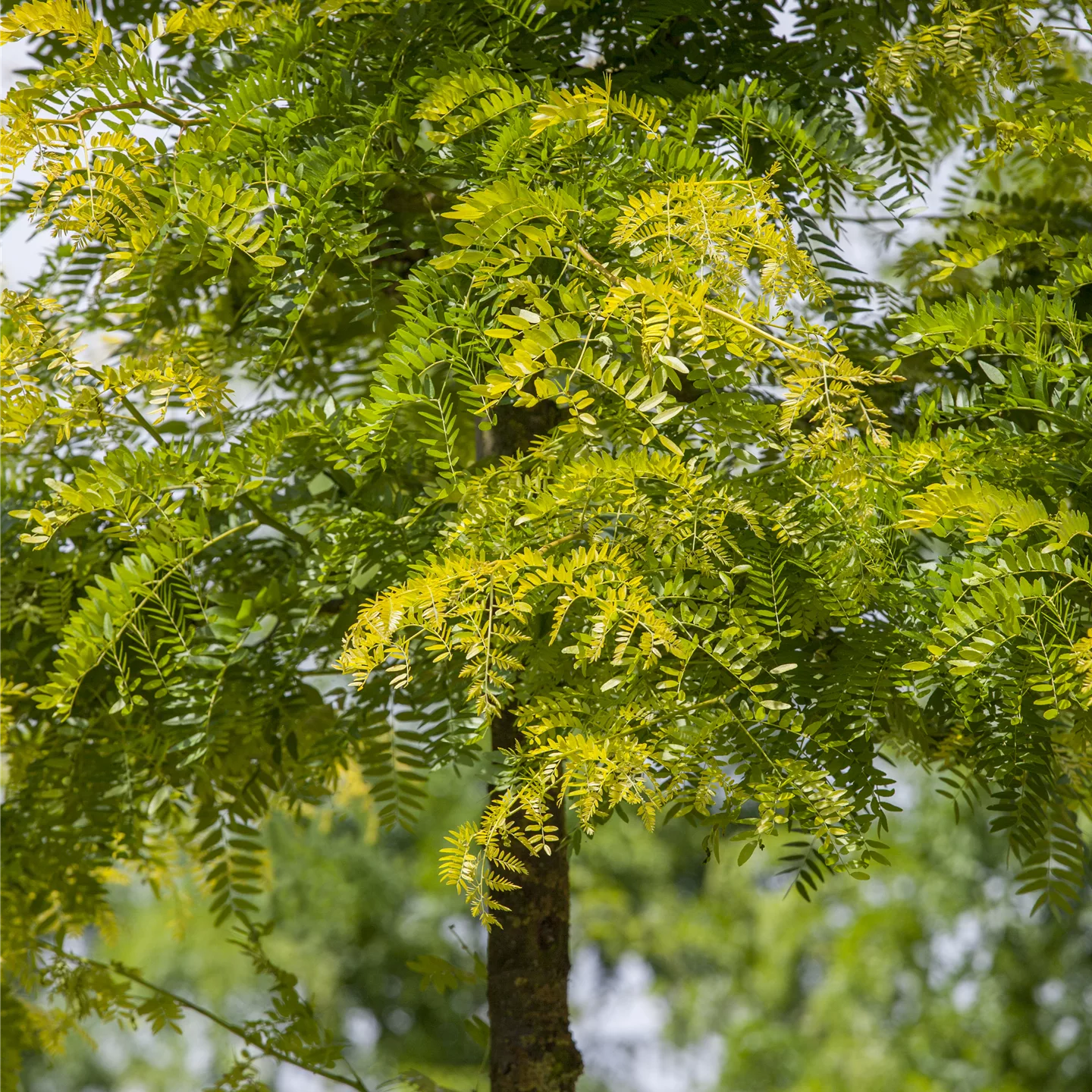 Gleditsia triacanthos 'Sunburst'