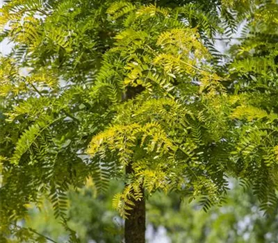 Gleditsia triacanthos 'Sunburst'