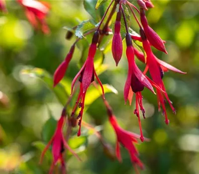 Fuchsia magellanica var. gracilis