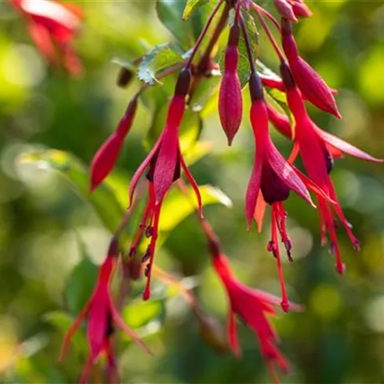 Fuchsia magellanica var. gracilis