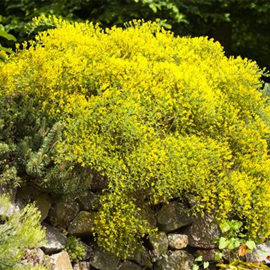 Genista pilosa 'Goldilocks'