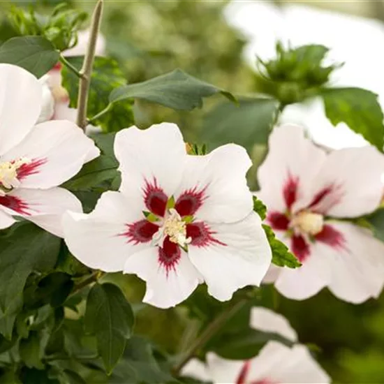 Hibiscus syriacus 'Hamabo'