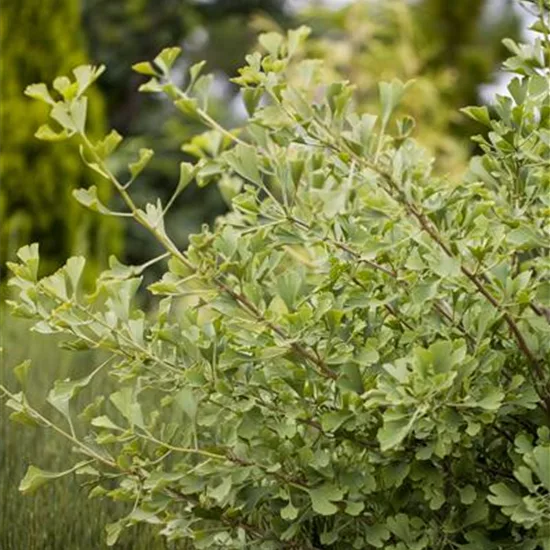 Ginkgo biloba 'Autumn Gold'