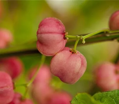 Euonymus phellomanus