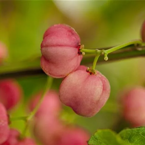 Euonymus phellomanus