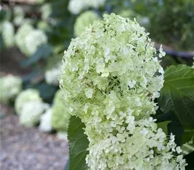 Hydrangea arborescens 'Annabelle'