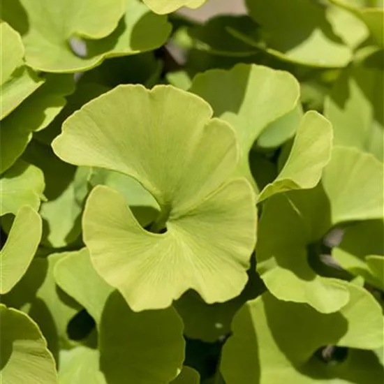 Ginkgo biloba 'Mariken'