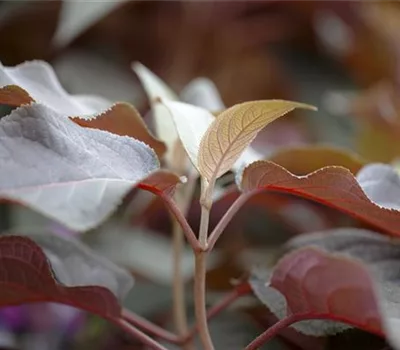 Hydrangea aspera 'Hot Chocolate'