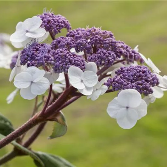 Hydrangea villosa