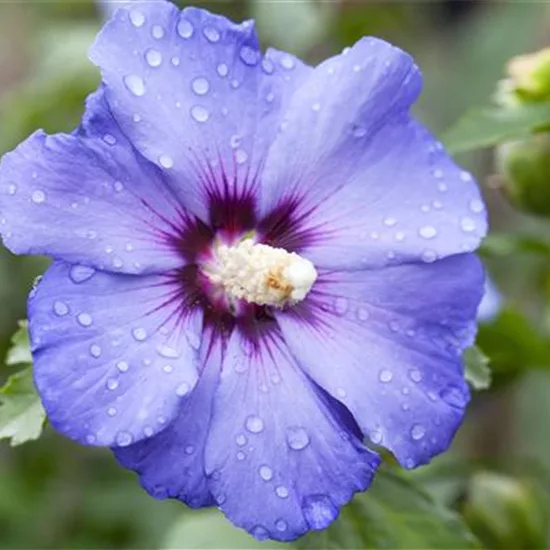 Hibiscus syriacus 'Oiseau Bleu'