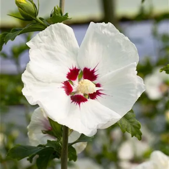 Hibiscus syriacus 'Red Heart'