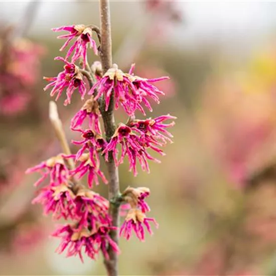 Hamamelis vernalis 'Amethyst'