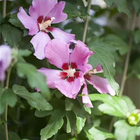 Hibiscus syriacus 'Woodbridge'