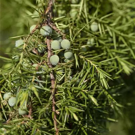 Juniperus communis 'Oblonga Pendula'