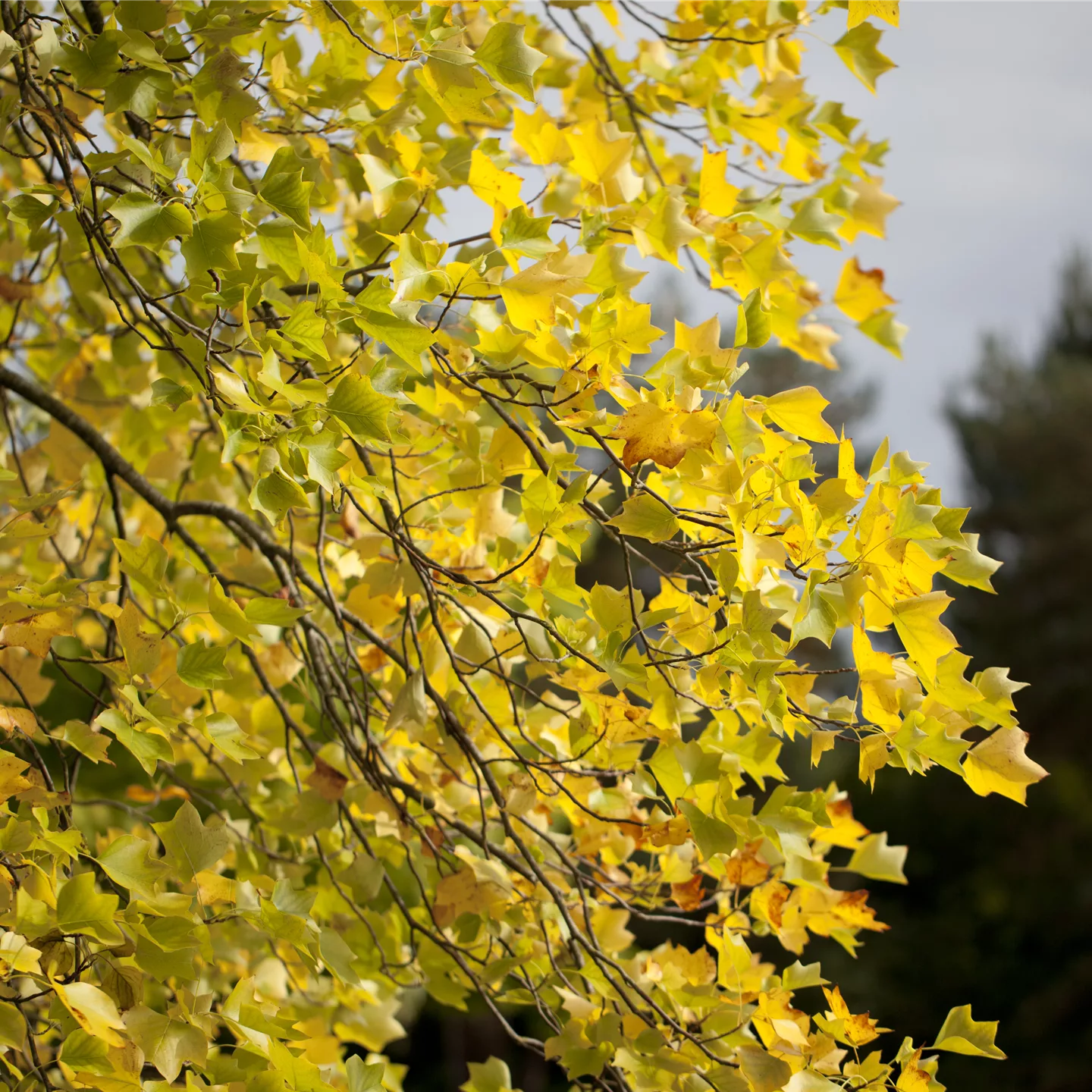 Liriodendron tulipifera