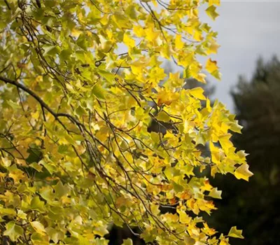 Liriodendron tulipifera